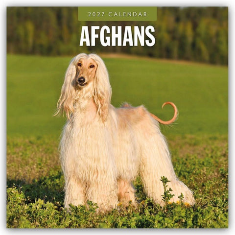 Afghans – Afghanischer Windhund 2027 – 16-Monatskalender