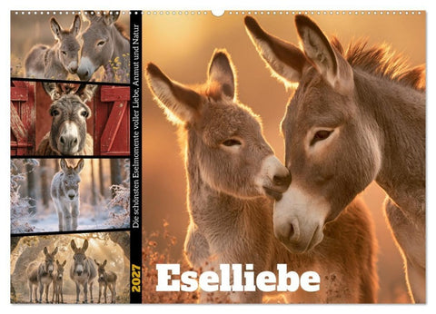 Eselliebe (Wandkalender 2027 DIN A2 quer), CALVENDO Monatskalender