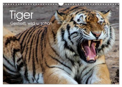 Tiger. Gestreift, wild u. schön (Wandkalender 2026 DIN A3 quer), CALVENDO Monatskalender