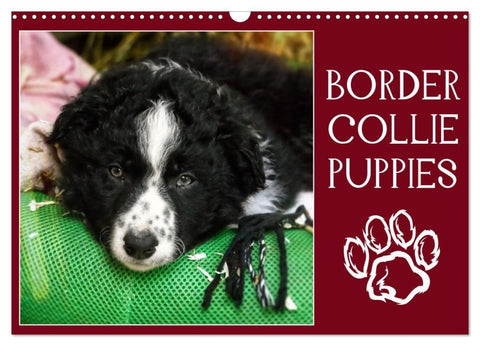 Border collie puppies (Calendrier mural 2027 DIN A3 vertical), CALVENDO calendrier mensuel