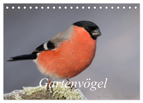 Vögel aus dem Garten (Tischkalender 2027 DIN A5 quer), CALVENDO Monatskalender