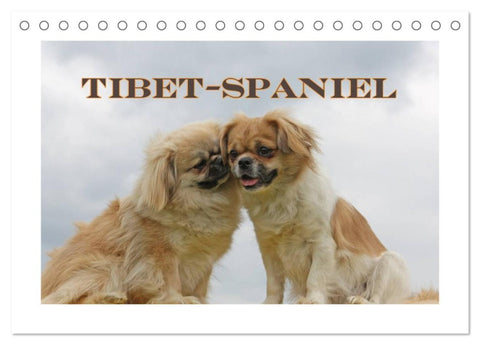 Tibet-Spaniel (Tischkalender 2026 DIN A5 quer), CALVENDO Monatskalender