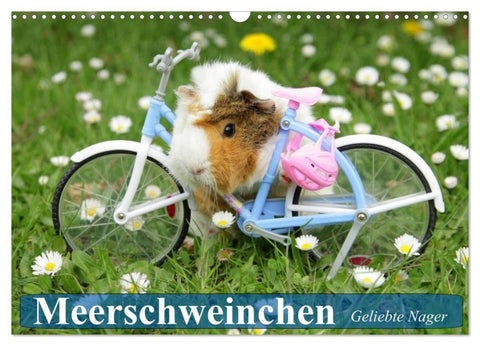 Meerschweinchen. Geliebte Nager (Wandkalender 2027 DIN A3 quer), CALVENDO Monatskalender