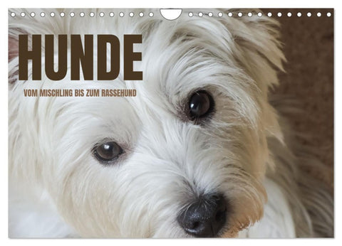 Hunde - vom Mischling bis zum Rassehund (Wandkalender 2027 DIN A4 quer), CALVENDO Monatskalender