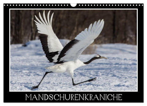 Mandschurenkraniche (Wandkalender 2027 DIN A3 quer), CALVENDO Monatskalender