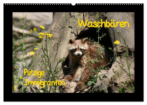 Waschbären (Wandkalender 2027 DIN A2 quer), CALVENDO Monatskalender