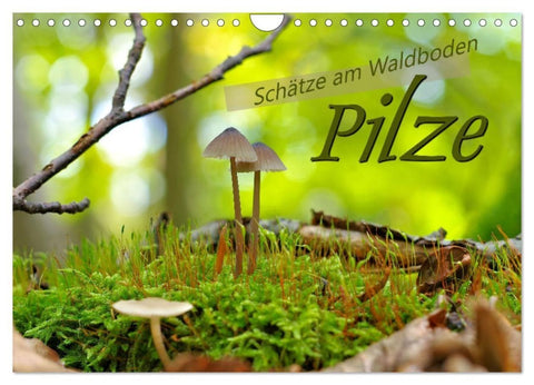 Pilze - Schätze am Waldboden (Wandkalender 2027 DIN A4 quer), CALVENDO Monatskalender