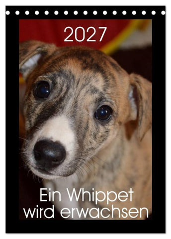 Ein Whippet wird erwachsen (Tischkalender 2027 DIN A5 hoch), CALVENDO Monatskalender