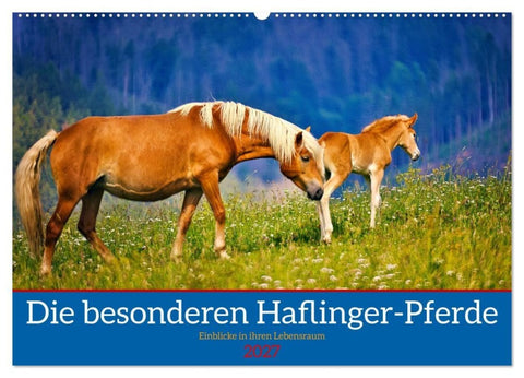 Die besonderen Haflinger-Pferde (Wandkalender 2027 DIN A2 quer), CALVENDO Monatskalender