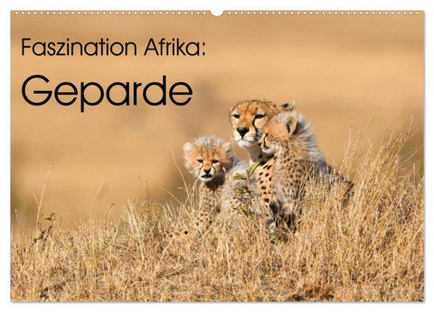 Faszinaton Afrika: Geparde (Wandkalender 2026 DIN A2 quer), CALVENDO Monatskalender