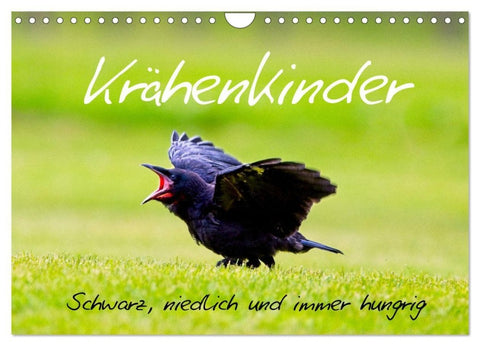 Krähenkinder - Schwarz, niedlich und immer hungrig (Wandkalender 2027 DIN A4 quer), CALVENDO Monatskalender
