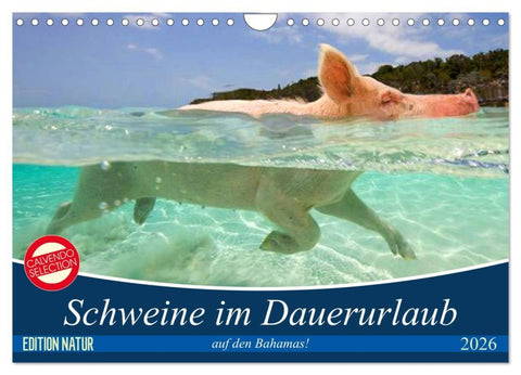 Schweine im Dauerurlaub auf den Bahamas! (Wandkalender 2026 DIN A4 quer), CALVENDO Monatskalender