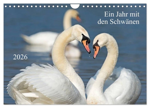 Ein Jahr mit den Schwänen (Wandkalender 2026 DIN A4 quer), CALVENDO Monatskalender