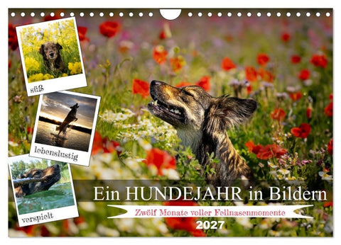 Ein Hundejahr in Bildern (Wandkalender 2027 DIN A4 quer), CALVENDO Monatskalender