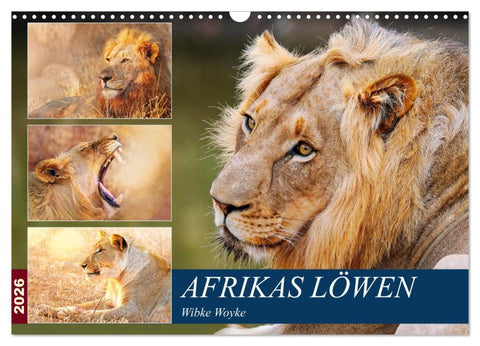 Afrikas Löwen 2026 (Wandkalender 2026 DIN A3 quer), CALVENDO Monatskalender
