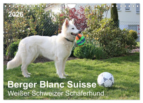 Berger Blanc Suisse - Weißer Schweizer Schäferhund (Wandkalender 2026 DIN A4 quer), CALVENDO Monatskalender