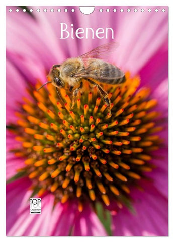 Bienenkalender (Wandkalender 2026 DIN A4 hoch), CALVENDO Monatskalender