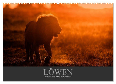 Löwen Wildlife-Fotografien (Wandkalender 2027 DIN A2 quer), CALVENDO Monatskalender