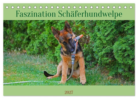 Faszination Schäferhundwelpe (Tischkalender 2027 DIN A5 quer), CALVENDO Monatskalender