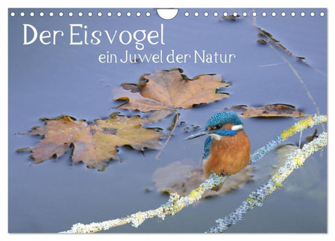 Der Eisvogel, ein Juwel der Natur (Wandkalender 2027 DIN A4 quer), CALVENDO Monatskalender
