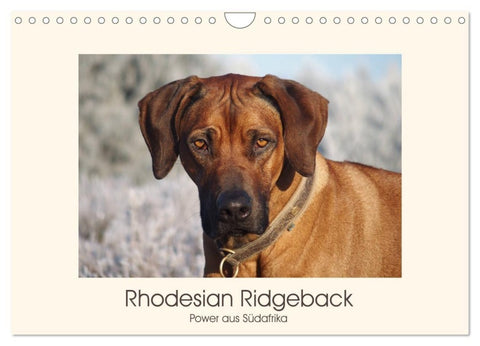 Rhodesian Ridgeback Power aus Südafrika (Wandkalender 2027 DIN A4 quer), CALVENDO Monatskalender