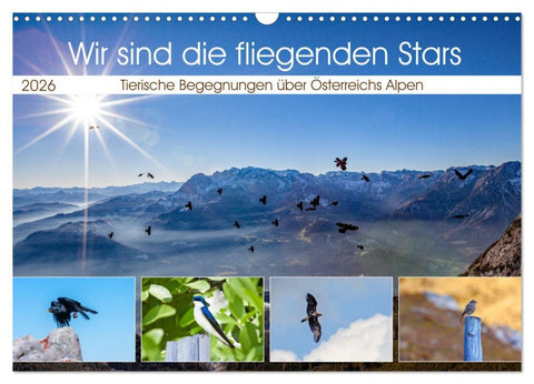 Wir sind die fliegenden Stars (Wandkalender 2026 DIN A3 quer), CALVENDO Monatskalender