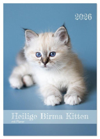 Heilige Birma Kitten Kalender mit Planer (Wandkalender 2026 DIN A3 hoch), CALVENDO Monatskalender