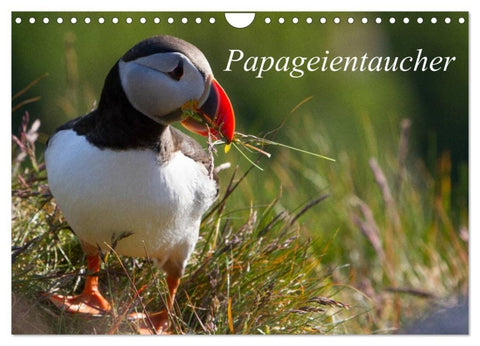 Papageientaucher (Wandkalender 2027 DIN A4 quer), CALVENDO Monatskalender