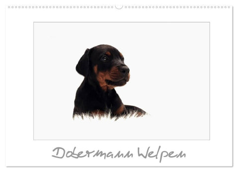 Dobermann Welpen (Wandkalender 2026 DIN A2 quer), CALVENDO Monatskalender