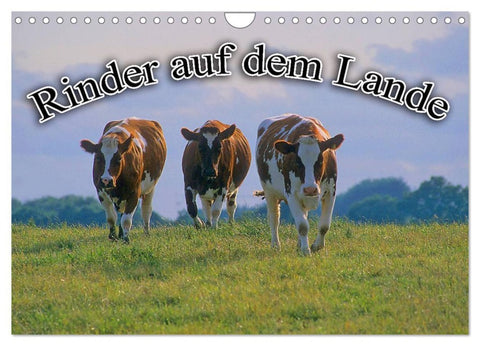 Rinder auf dem Lande (Wandkalender 2026 DIN A4 quer), CALVENDO Monatskalender