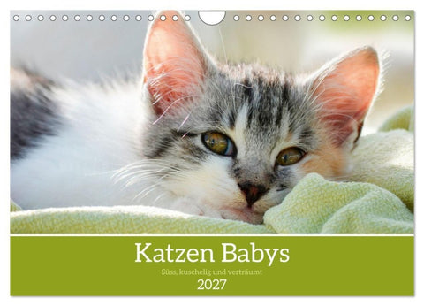 Katzenbabys (Wandkalender 2027 DIN A4 quer), CALVENDO Monatskalender