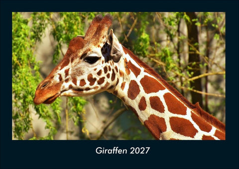 Giraffen 2027 Fotokalender DIN A4