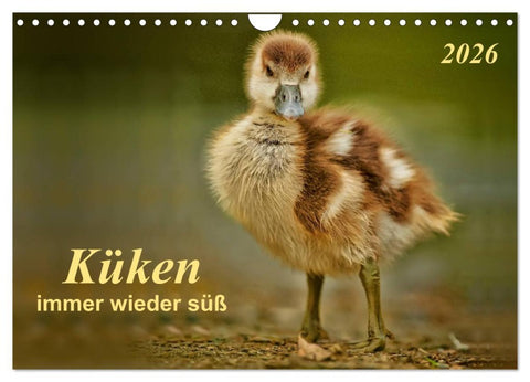 Küken - immer wieder süß (Wandkalender 2026 DIN A4 quer), CALVENDO Monatskalender