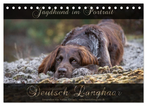 Jagdhund im Portrait - Deutsch Langhaar (Tischkalender 2027 DIN A5 quer), CALVENDO Monatskalender