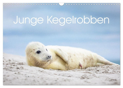 Junge Kegelrobben (Wandkalender 2027 DIN A3 quer), CALVENDO Monatskalender