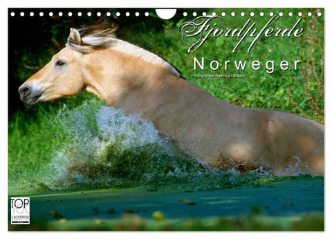 Fjordpferde - Norweger (Wandkalender 2026 DIN A4 quer), CALVENDO Monatskalender