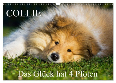 Collie - Das Glück hat 4 Pfoten (Wandkalender 2027 DIN A3 quer), CALVENDO Monatskalender