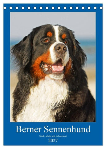 Berner Sennenhund - stark , schön und liebenswert (Tischkalender 2027 DIN A5 hoch), CALVENDO Monatskalender