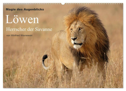Magie des Augenblicks - Löwen - Herrscher der Savanne (Wandkalender 2026 DIN A2 quer), CALVENDO Monatskalender