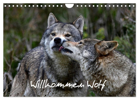 Willkommen Wolf (Wandkalender 2027 DIN A4 quer), CALVENDO Monatskalender