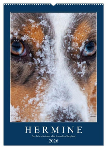 Hermine - Ein Jahr mit einem Mini Australian Shepherd (Wandkalender 2026 DIN A2 hoch), CALVENDO Monatskalender