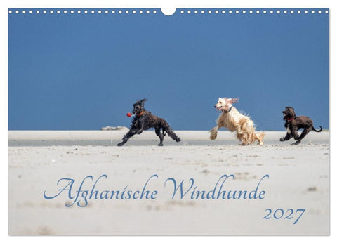 AFGHANISCHE WINDHUNDE 2027 (Wandkalender 2027 DIN A3 quer), CALVENDO Monatskalender