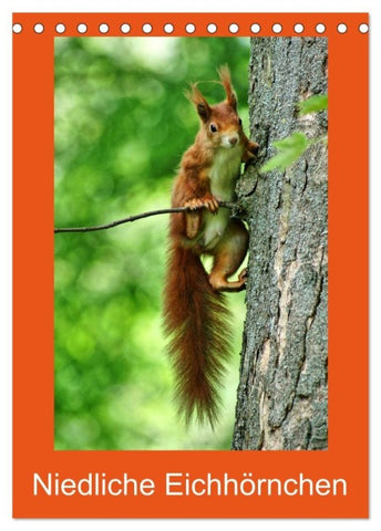 Niedliche Eichhörnchen (Tischkalender 2027 DIN A5 hoch), CALVENDO Monatskalender