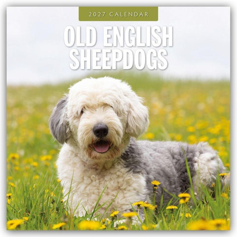 Old English Sheepdogs – Bobtail 2027 – 16-Monatskalender