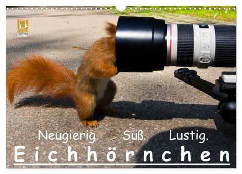 Eichhörnchen (Wandkalender 2027 DIN A3 quer), CALVENDO Monatskalender