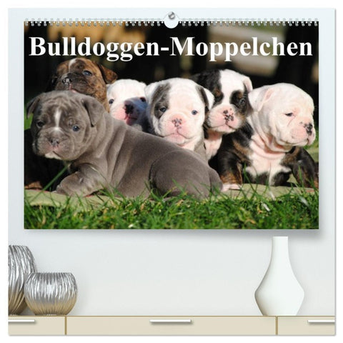 Bulldoggen-Moppelchen (hochwertiger Premium Wandkalender 2026 DIN A2 quer), Kunstdruck in Hochglanz