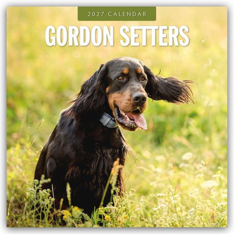 Gordon Setters – Gordon Setter 2027 – 16-Monatskalender