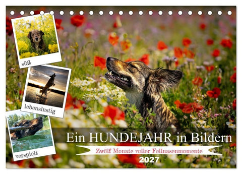 Ein Hundejahr in Bildern (Tischkalender 2027 DIN A5 quer), CALVENDO Monatskalender