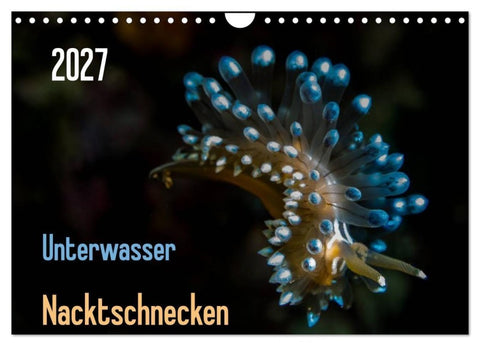 Unterwasser - Nacktschnecken 2027 (Wandkalender 2027 DIN A4 quer), CALVENDO Monatskalender