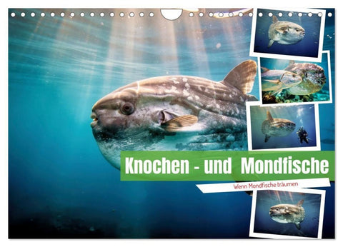 Knochen - und Mondfische (Wandkalender 2027 DIN A4 quer), CALVENDO Monatskalender